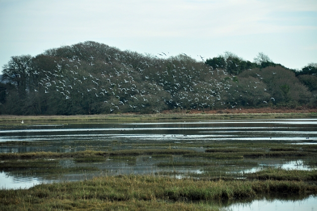 16 01 16_0667_edited-1.jpg - HOLES BAY, POOLE, DORSET - 16.1.16
